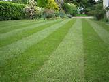 Pictures of Lawn And Turf Landscaping