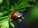 Pictures of Lady Bug Pest Control
