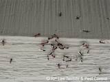 Pictures of Carpenter Ants Vinegar