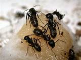 Photos of Carpenter Ants Come Out At Night
