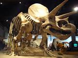 What Is The Most Common Dinosaur Fossil Found Photos