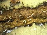 Images of Ground Termites Signs