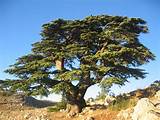 Lebanon Cedar Wood For Sale