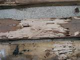 Photos of Treating Wood With Termite Damage