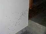 Photos of Drywood Termites Signs