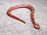 Pictures of Rat Snake Texas