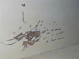 Termite Signs Drywall Pictures