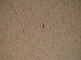 Termite Tube Ceiling Pictures