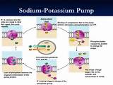 Photos of Potassium Sodium Pump