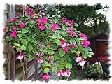 Pictures of Large Hanging Baskets With Flowers