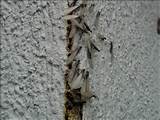 Outside Termite Damage Photos