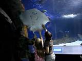 Prices For Newport Aquarium Pictures