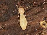 Carpenter Ants Or Termites Damage Pictures