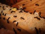 Photos of Carpenter Ants Keep Coming Back