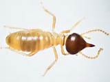 Pictures of Orange Planet Termite