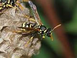 Images of Mahogany Wasp