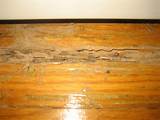 Images of Termite Damage On Wood Floors