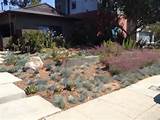 Drought Resistant Front Yard Landscaping