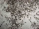 Termite Hatching Photos