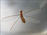 Pictures of Winged Termite