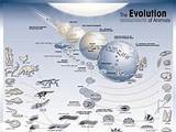 Pictures of Theory Of Evolution Not Proven