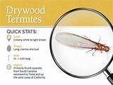 Drywood Termite Wings