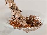 Pictures of Fire Ants In Water