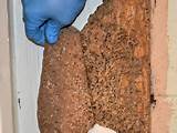What Does Termite Residue Look Like Pictures