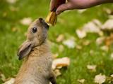 Images of Can Rabbits Eat Bananas