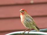 How To Tell A House Finch From A Purple Pictures
