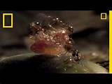 Fire Ants Kill Human