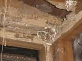 Images of Termite Damage Ceiling