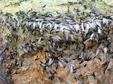 Images of Termites With Wings Swarm