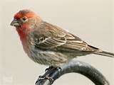 Orange Headed House Finch Images