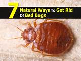 How To Get Rid Of Bed Bugs From Your Pictures