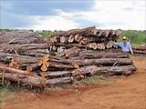 Cedar Wood Logs For Sale