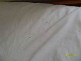 Boric Acid Bed Bug Control Images