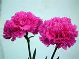 A Carnation Flower Pictures