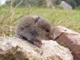 Images of A Burrowing Rodent
