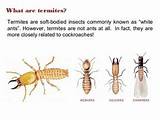 Bugs Termites Look Like Pictures