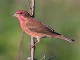 House Finch Personality Pictures