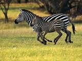 Part Zebra Animal Photos
