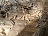 Termites In Firewood Pictures