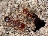 Fire Ants Colony