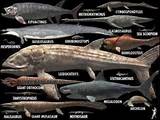 Pictures of Living Fossil Fish