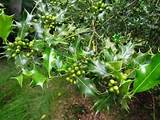 Pictures of Holly Tree Wood For Sale