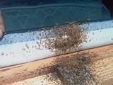 Pictures of Steamer Kills Bed Bugs