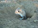Pictures of What Is A Kangaroo Rat
