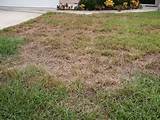 Chinch Bug Treatment Of St. Augustine Grass