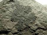 Younger Fossils Are More Like Photos